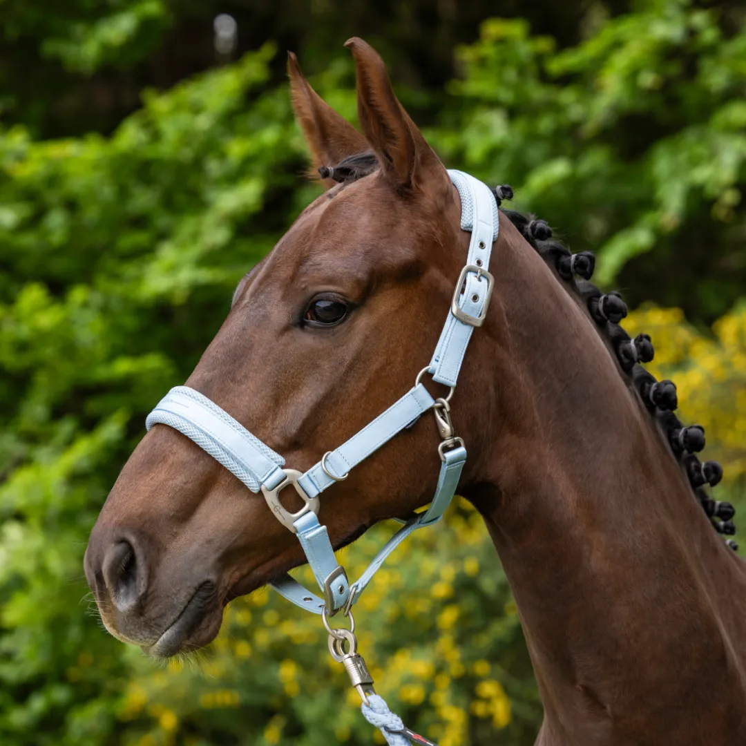 Covalliero Padded Headcollar