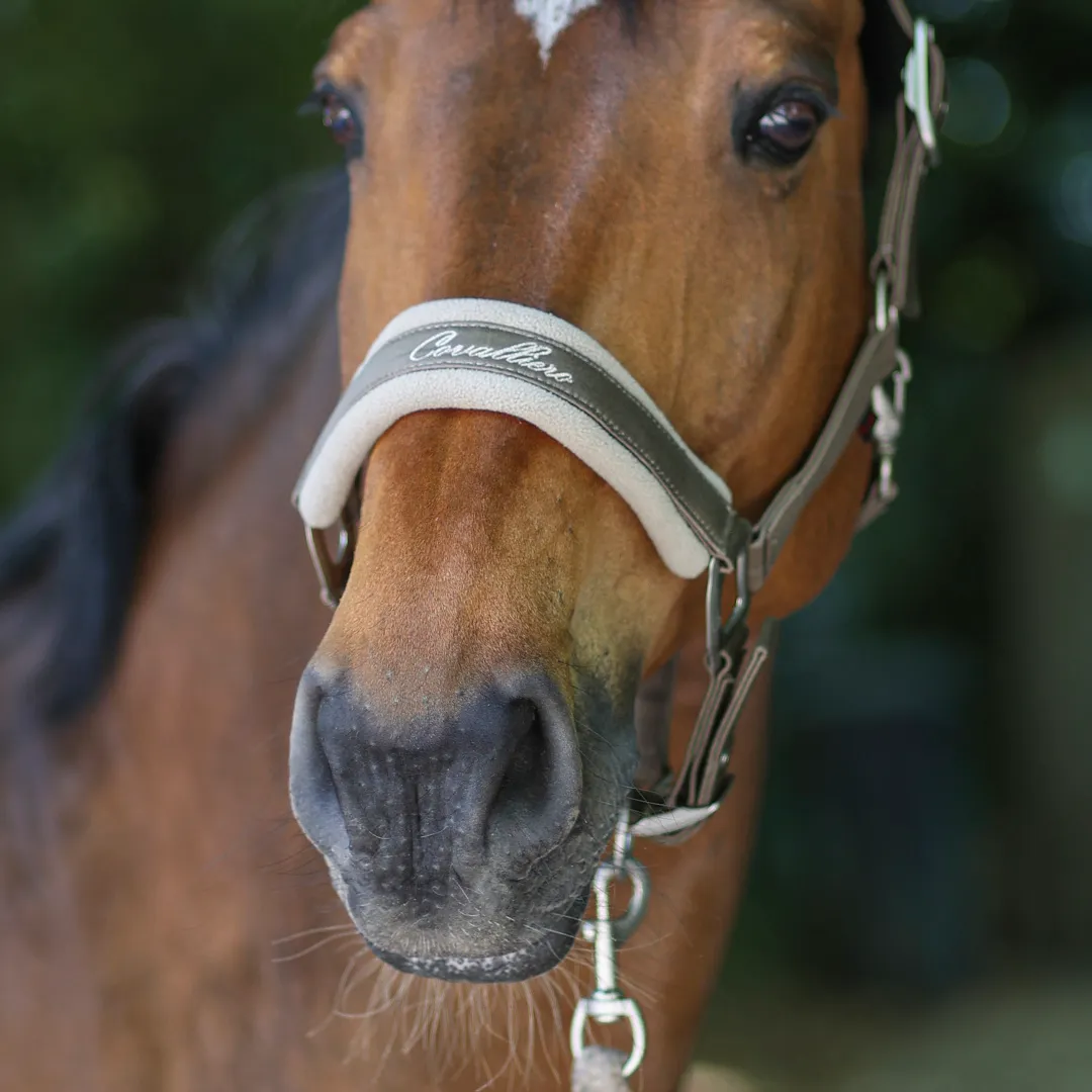 Covalliero Padded Headcollar
