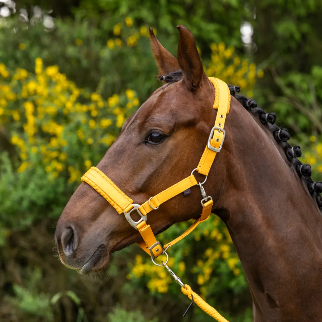 Covalliero Padded Headcollar