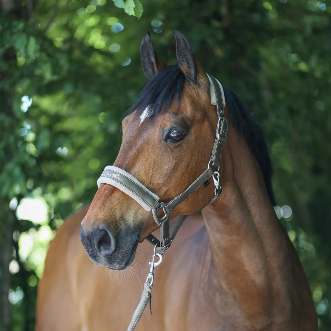 Covalliero Padded Headcollar
