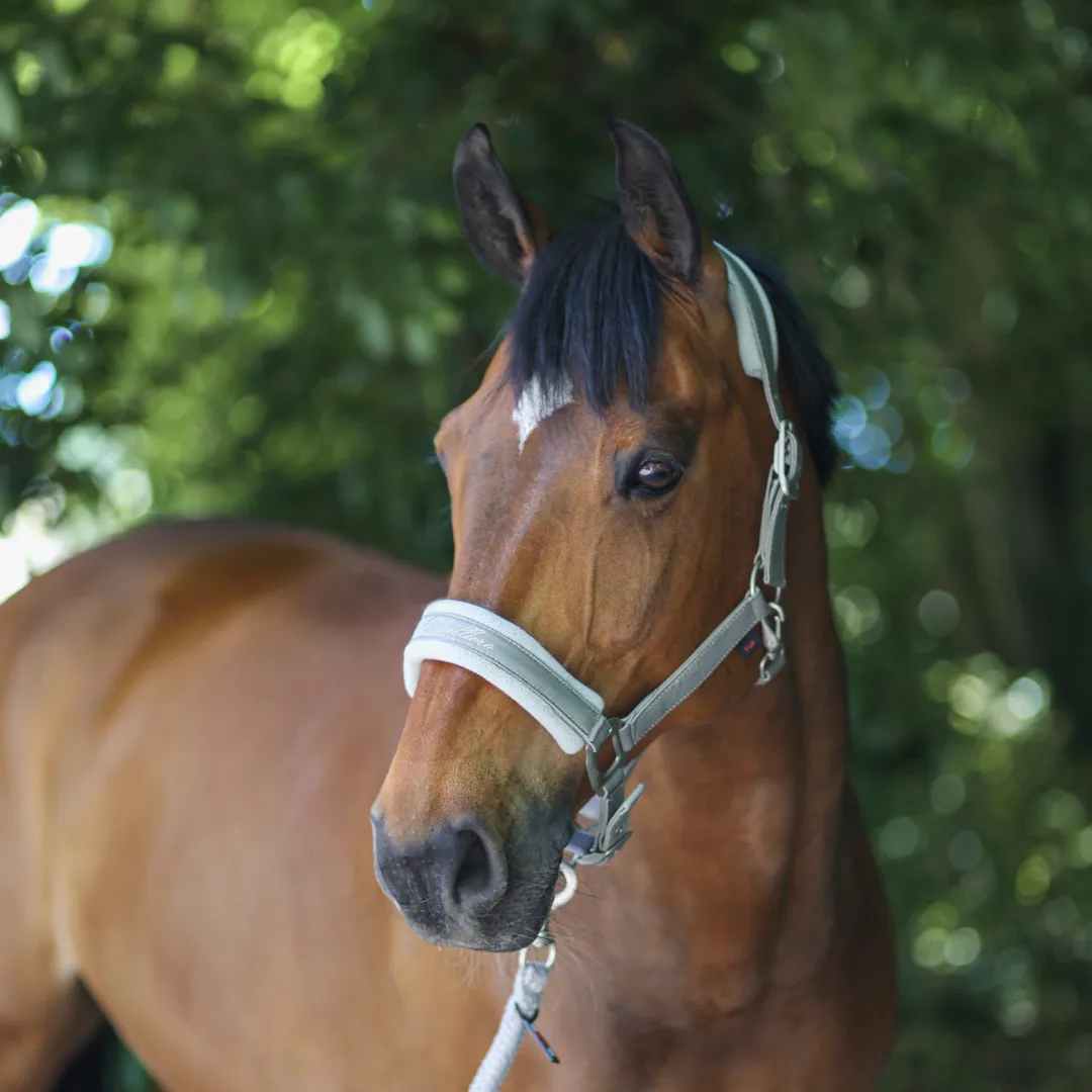 Covalliero Padded Headcollar