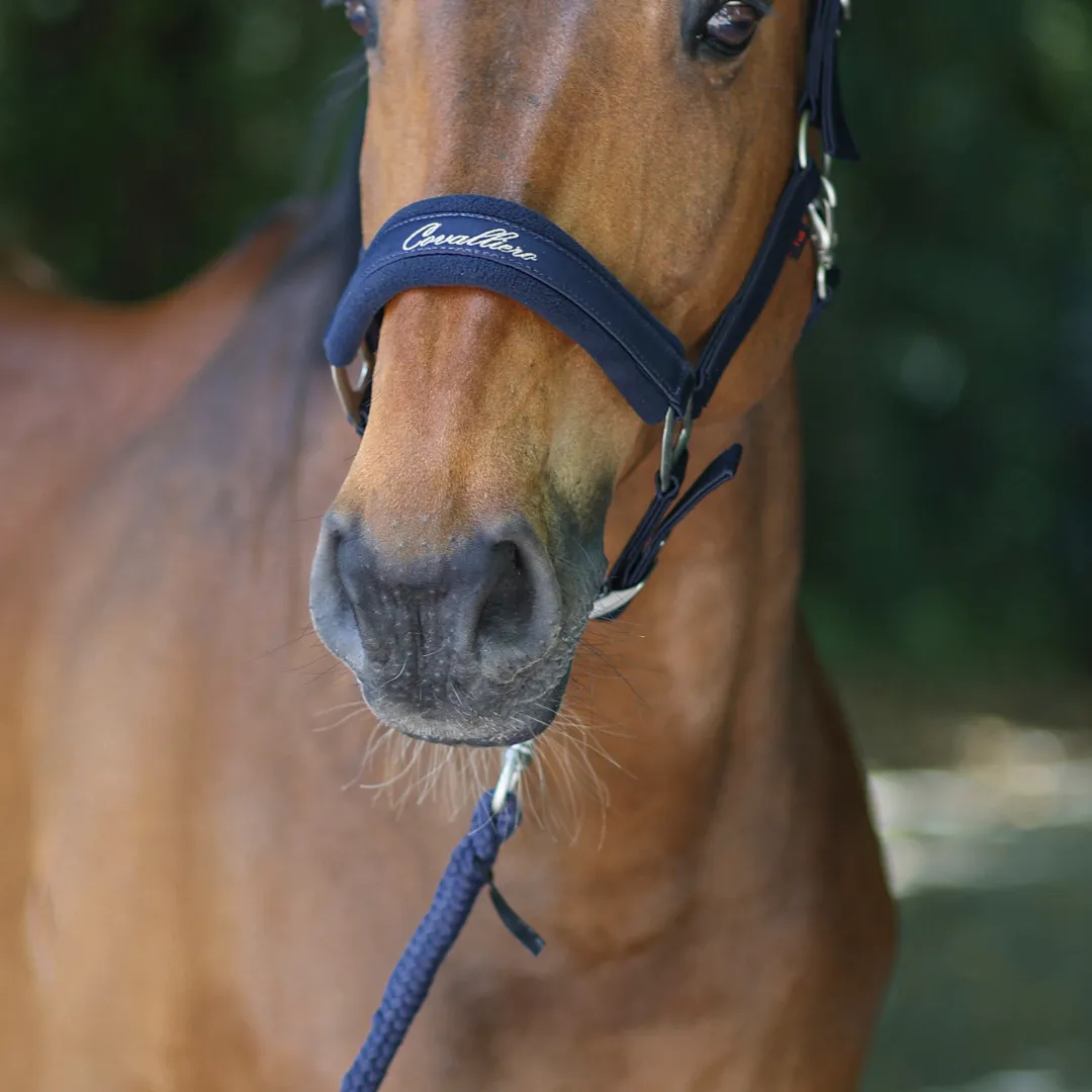 Covalliero Padded Headcollar