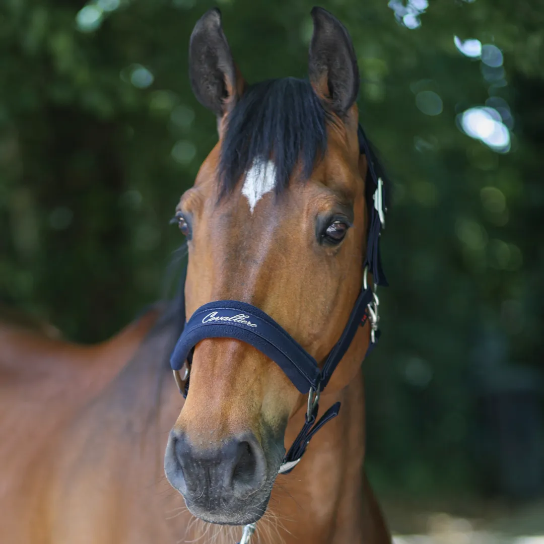 Covalliero Padded Headcollar