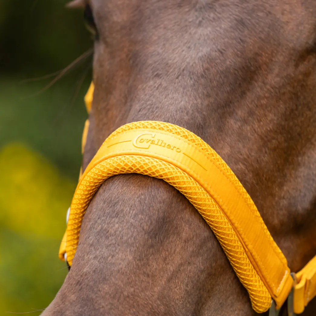 Covalliero Padded Headcollar