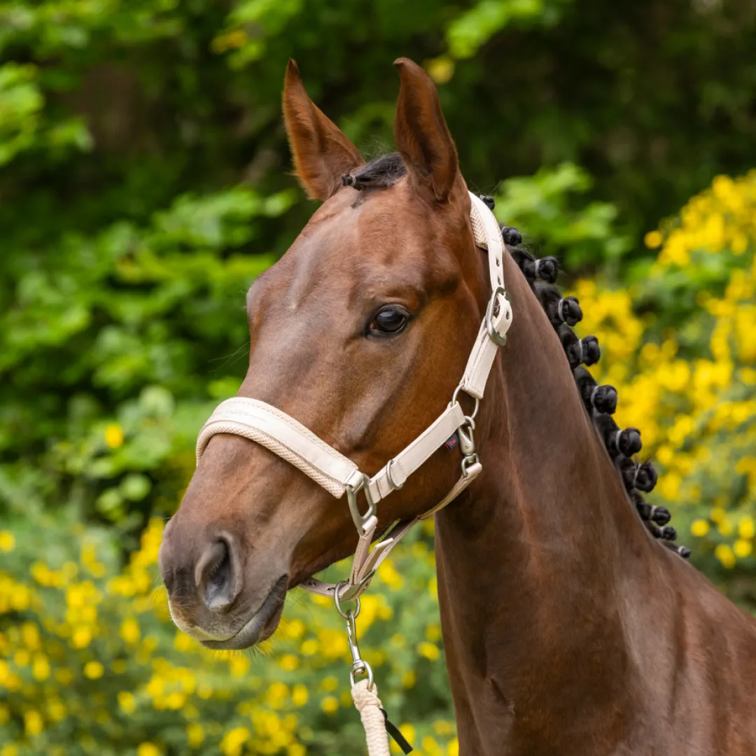 Covalliero Padded Headcollar